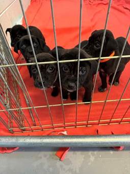 May be an image of dog